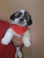 no name, a male Shih Tzu for sale in Adelanto, CA – 1 of 10