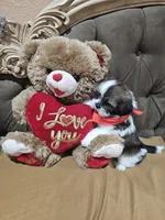 no name, a male Shih Tzu for sale in Adelanto, CA – 10 of 10