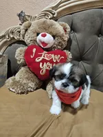 no name, a male Shih Tzu for sale in Adelanto, CA – 7 of 10