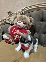 no name, a male Shih Tzu for sale in Adelanto, CA – 8 of 10