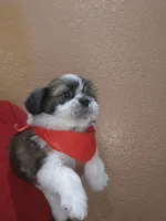 no name, a male Shih Tzu for sale in Adelanto, CA – 3 of 10