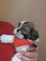 no name, a male Shih Tzu for sale in Adelanto, CA – 4 of 10