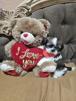 no name, a male Shih Tzu for sale in Adelanto, CA – 9 of 10