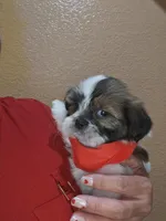 no name, a male Shih Tzu for sale in Adelanto, CA – 2 of 10