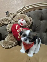 no name, a male Shih Tzu for sale in Adelanto, CA – 6 of 10