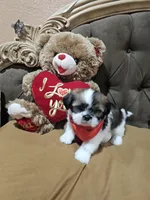 no name, a male Shih Tzu for sale in Adelanto, CA – 5 of 10