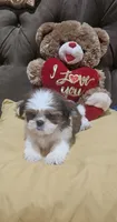 no name, a male Shih Tzu for sale in Adelanto, CA – 3 of 10