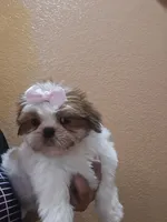 No name , a female Shih Tzu for sale in Adelanto, CA – 4 of 10