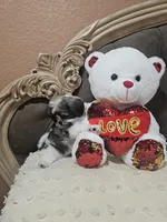 No name, a female Shihpoo and Poodle - Standard  for sale in Adelanto, CA – 10 of 10