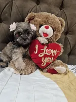 No name, a female Shihpoo and Poodle - Standard  for sale in Adelanto, CA – 9 of 10