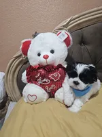 No name, a male Shih Tzu for sale in Adelanto, CA – 7 of 10