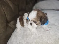 No name, a male Shih Tzu for sale in Adelanto, CA – 2 of 10