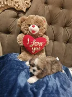 No name , a male Shih Tzu for sale in Adelanto, CA – 3 of 10