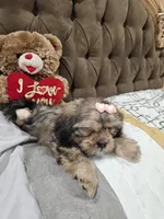 No name, a female Shihpoo for sale in Adelanto, CA – 9 of 10
