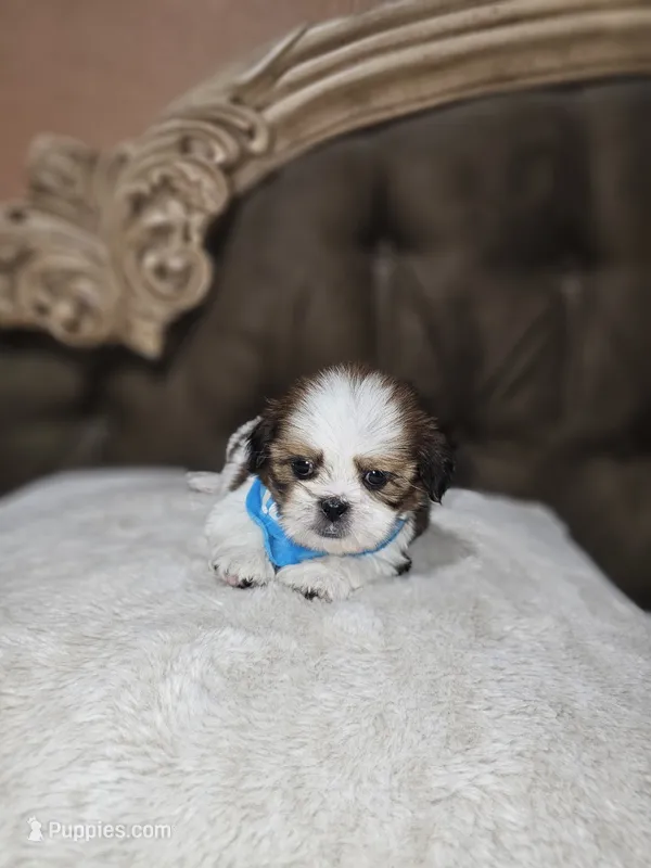 No name – Shih Tzu puppy for sale in Adelanto, CA