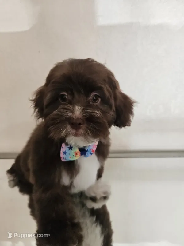 No name – Shih Tzu, Poodle - Standard  puppy for sale in Adelanto, CA