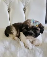 no name, a female Shih Tzu for sale in Adelanto, CA – 9 of 10