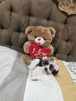 No name, a female Shihpoo for sale in Adelanto, CA – 9 of 10
