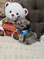 No name, a male Shihpoo for sale in Adelanto, CA – 8 of 10