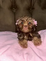 No name, a female Shihpoo for sale in Adelanto, CA – 2 of 10