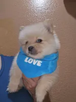 No name , a male Pomeranian for sale in Adelanto, CA – 7 of 10