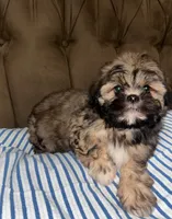 No name , a male Shihpoo and Shih Tzu for sale in Adelanto, CA – 9 of 10