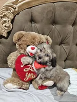 No name, a male Shihpoo for sale in Adelanto, CA – 9 of 10