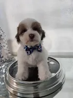 No name, a male Shihpoo and Shih Tzu for sale in Adelanto, CA – 8 of 10