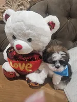 No name , a male Shih Tzu for sale in Adelanto, CA – 10 of 10