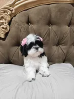 No name , a female Shihpoo for sale in Adelanto, CA – 4 of 10
