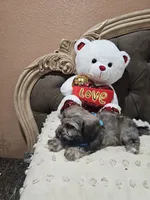 No name, a male Shihpoo for sale in Adelanto, CA – 4 of 10