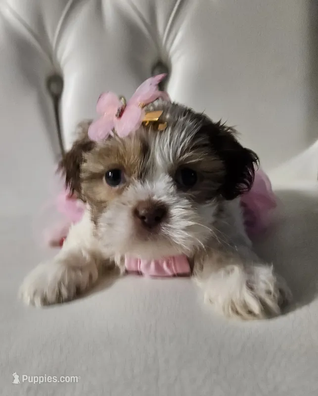 No name  – Shih Tzu puppy for sale in Adelanto, CA
