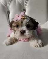No name , a female Shih Tzu for sale in Adelanto, CA – 1 of 5