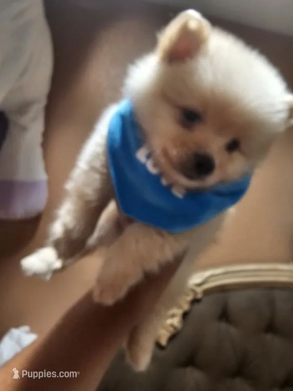 No name  – Pomeranian puppy for sale in Adelanto, CA