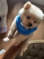 No name , a male Pomeranian for sale in Adelanto, CA – 1 of 10