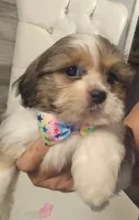 No name , a male Shih Tzu for sale in Adelanto, CA – 3 of 10