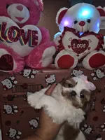 No name, a female Shih Tzu for sale in Adelanto, CA – 9 of 10
