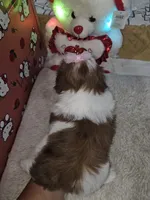 No name, a female Shih Tzu for sale in Adelanto, CA – 6 of 10