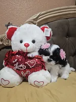 No name , a female Shih Tzu for sale in Adelanto, CA – 6 of 10