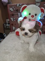 No name, a female Shih Tzu for sale in Adelanto, CA – 8 of 10