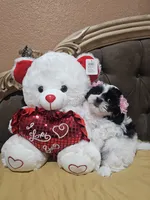 No name , a female Shih Tzu for sale in Adelanto, CA – 8 of 10