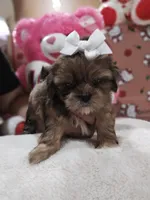 No name, a female Shih Tzu for sale in Adelanto, CA – 10 of 10