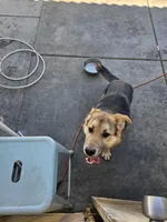 Simba, a male German Shepherd Dog for sale in Adelanto, CA – Photo 7 of 7