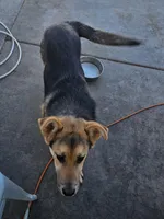 Simba, a male German Shepherd Dog for sale in Adelanto, CA – Photo 5 of 7
