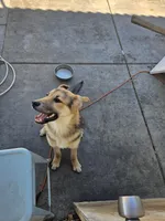 Simba, a male German Shepherd Dog for sale in Adelanto, CA – Photo 2 of 7