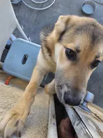 Simba, a male German Shepherd Dog for sale in Adelanto, CA – Photo 6 of 7