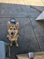 Simba, a male German Shepherd Dog for sale in Adelanto, CA – Photo 3 of 7