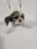 No name , a male Shih Tzu for sale in Adelanto, CA – 4 of 10