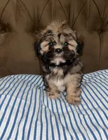 No name , a male Shihpoo and Shih Tzu for sale in Adelanto, CA – 2 of 10