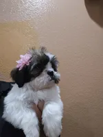 No name, a female Shihpoo for sale in Adelanto, CA – 3 of 10